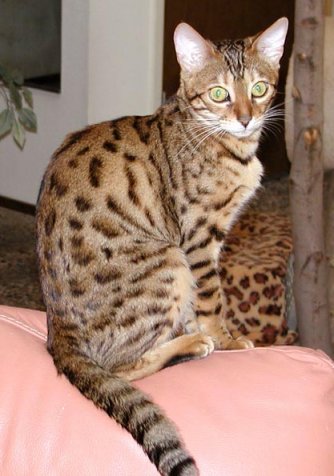 Bengal Cat - Mistle