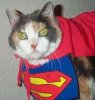 Funny photo of cat Superhero