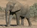 Namibia desert-adapted elephant