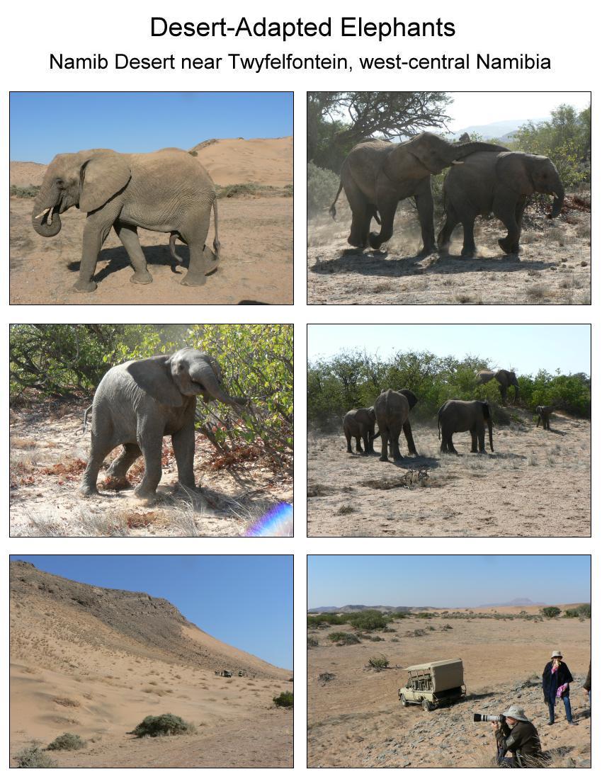 Desert-adapted elephants in Namibia