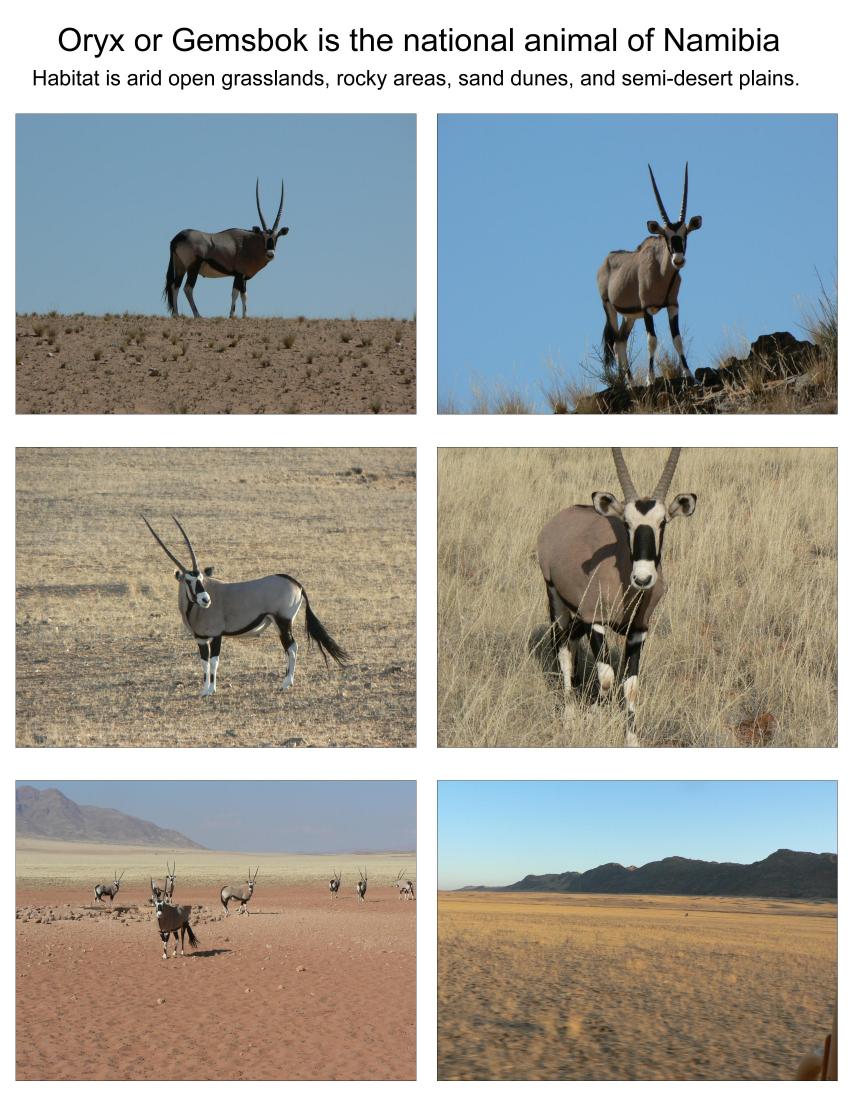 Oryx or Gemsbok is the national animal of Namibia
