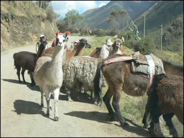 Cuncani llamas