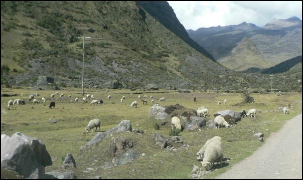 Cuncani sheep