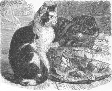 1800's drawing of 3 cats.