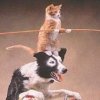 Acrobatic dog, cat and mice
