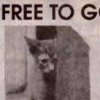 Free cat or husband advertisement
