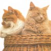 Two contented cats in a basket