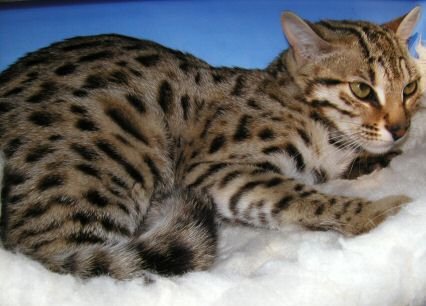 Bengal Cat - Leera