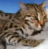 Bengal cat - Leera