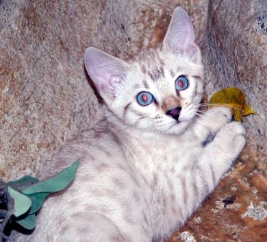 Bengal Cat - Lynx