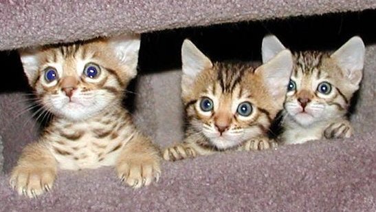 Cute Bengal kittens