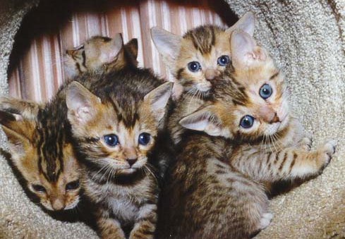 Bengal Kittens Pictures