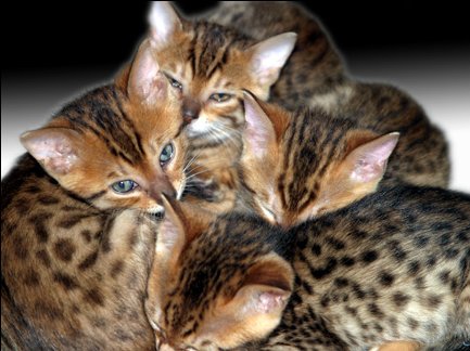 BengalPile.jpg