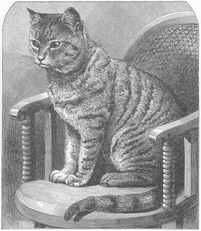  on Funny Cats  201  1800 S Drawing Of Cat Sitting In A Chair