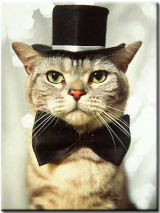 cat in the hat images. Funny cats #135. Cat wearing a bow tie and top hat.