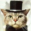 Cat wearing a bow tie and hat