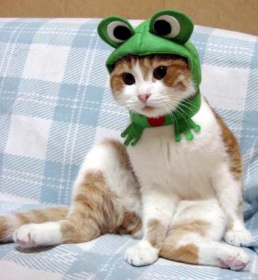 Cats Funny Photos on Funny Cats  191  Funny Photos Of Two Cats Wearing Crazy Hats