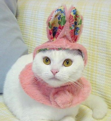 A imagem "http://www.swapmeetdave.com/Humor/Cats/CatHat2.jpg" não pode ser mostrada, porque contém erros.