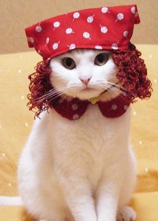 Funny photo of cat wearing a hat