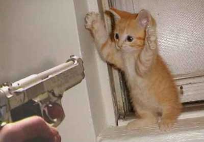 Funny photo of Cat Being Held Up at Gunpoint