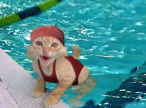 Cats Photos Funny on Funny Cat In Swimming Pool Photo