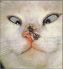 CatInsect.jpg