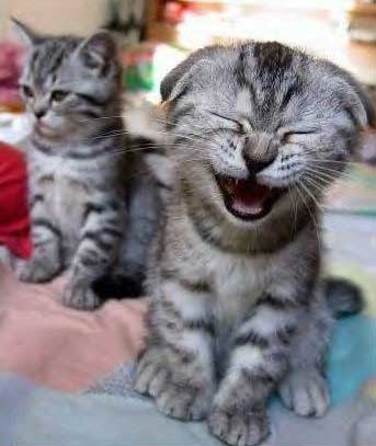 Laughing Cat