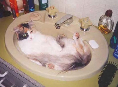 cat in sink