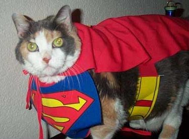 CatSuperhero.jpg