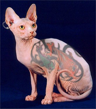 cat tattoo