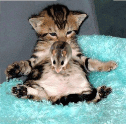 http://www.swapmeetdave.com/Humor/Cats/CatTrampolineMouse.gif
