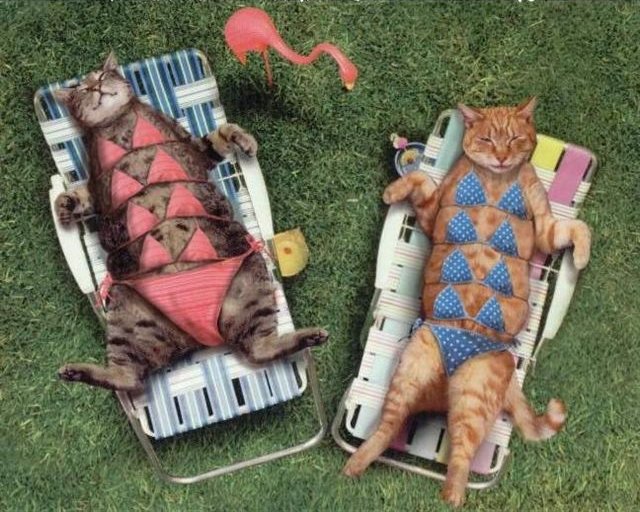 Modest cats sunbathing.