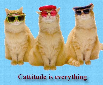 Funny photo of cats with attitude