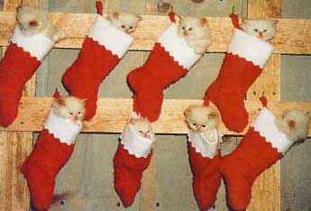 Kittens in Christmas stockings