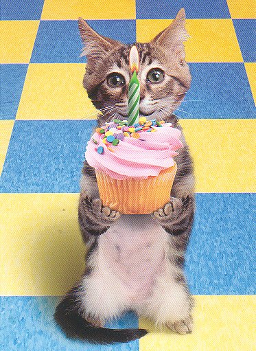 http://www.swapmeetdave.com/Humor/Cats/Cupcake.jpg