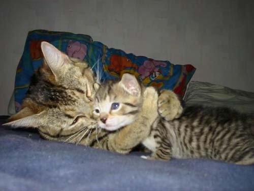 Kitten Hugging