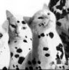 Dalmation kittens photo