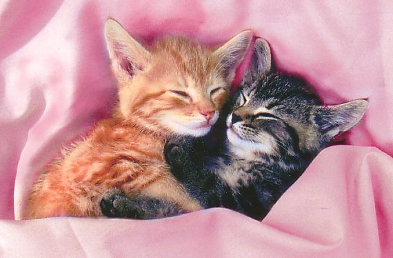 cute wallpaper for blog. love cats cute cats