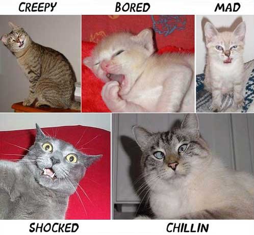 komik kedi resimleri