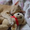 Cute photo of cat with teddy bear