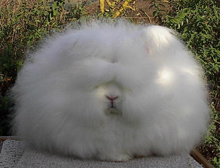 Cats Funny Photos on Funny Cats  55  Photo Of Funny Fluffy Cat  Or Rabbit