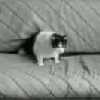 Click to Play Video of Funny Cat Antics