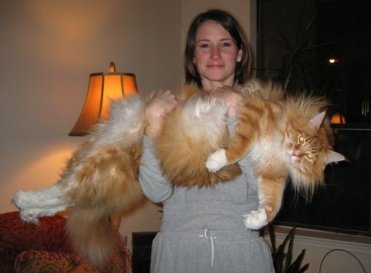 Girl holding very large cat