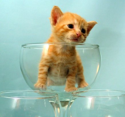 Cute kitten in a wine glass by Br!zco.