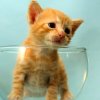 Kitten in a champagne glass