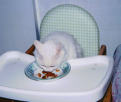 Photo of Turkish Van cat in a high chair.