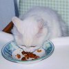 Funny cat in a high chair