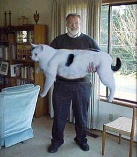 Man holding very large cat