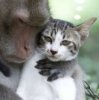 Funny photo of cat and baboon