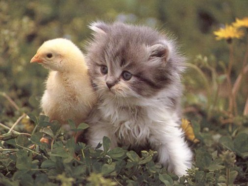 KITTEN DUCK